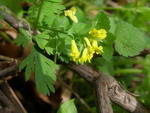 yellow corydalis
